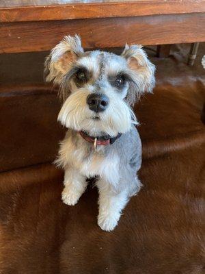 Japanese style grooming with "eyelashes" round muzzle. Allowing ear hair to grow out.