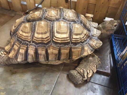 Tortoise roaming the store