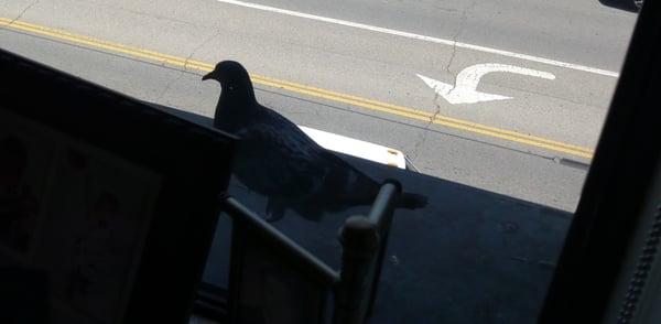 Pigeon resting between tension wires