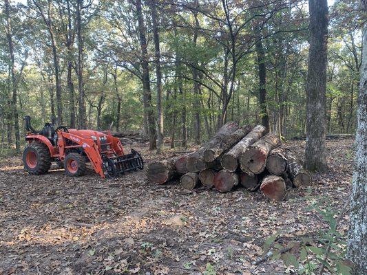 Log, tree and stump removal