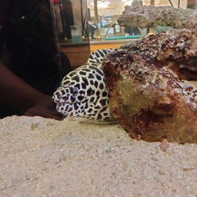 Looks like a "giraffe" moray eel!