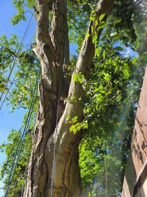 Hollow tree limb towards top of 100' tall tree