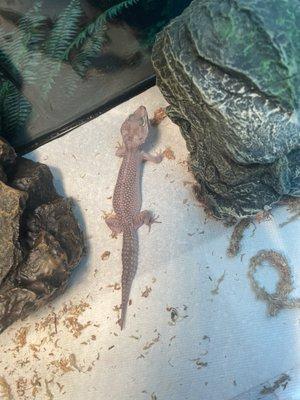 Our gecko shortly before her vet visit, having lost weight due to the parasite.