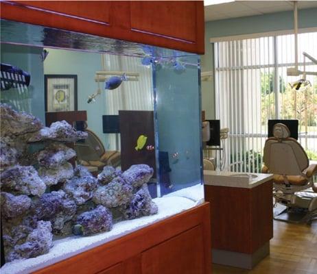 Our 200-gallon saltwater aquarium provides a calming distraction for tiny first-timers in a dental office setting.