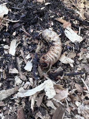 Garden grubs