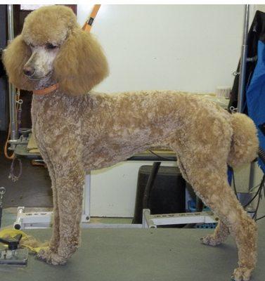 A groomed client