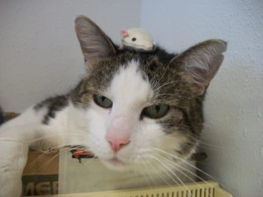 Meet Straymond; our clinic cat; he has been with us since the beginning. He is a sweetie and loves to be petted by the clients upon arrival.