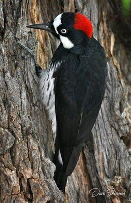 Acorn Woodpecker