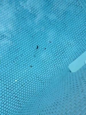 Hair and dirty bandaids in the pool that have been there for days