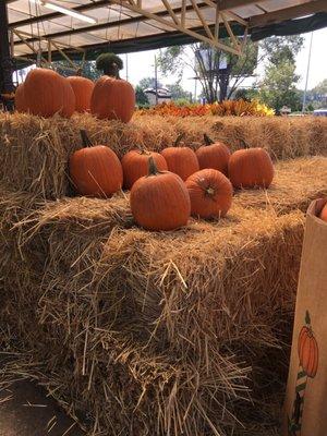 Fall pumpkins