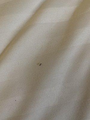 Bugs on bed