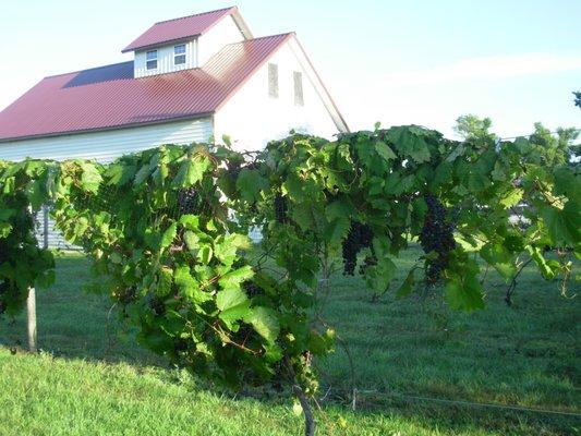 Vineyard and Granery