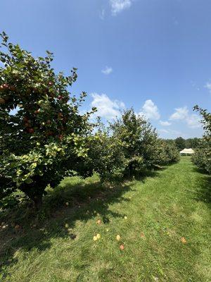 Rows and rows of apple trees