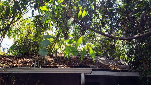 Trimming of limbs on the roof. Limbs and leaves removed. They have a great truck that grinds up the debris. Glez Tree Trimming.