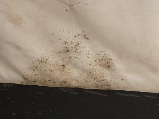 black mold. on the bed.