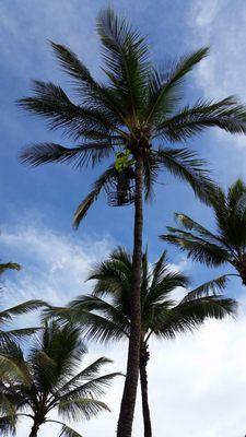 Tree Service Oahu