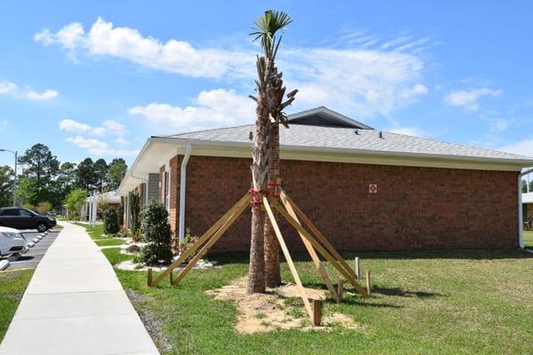 Commercial palm tree installation- First Choice Lawn & Landscaping