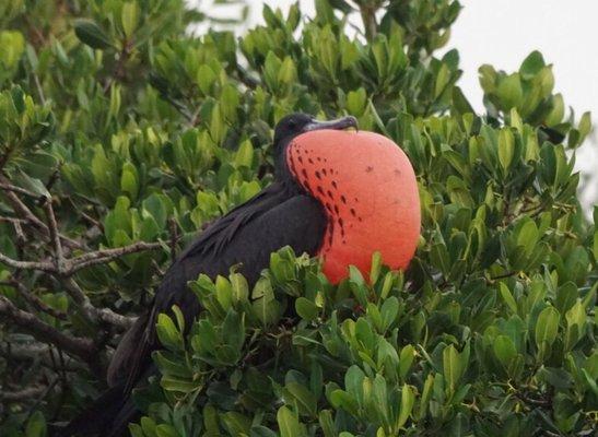 Frigget male bird getting ready to mate. They only blow their red chest up 1 day a year and we got lucky that day!