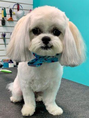 Teddy looking so handsome after his grooming and pampering appt.