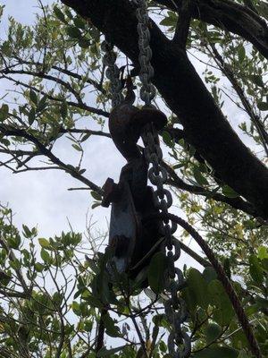 Weird pulley just randomly hanging in a tree.