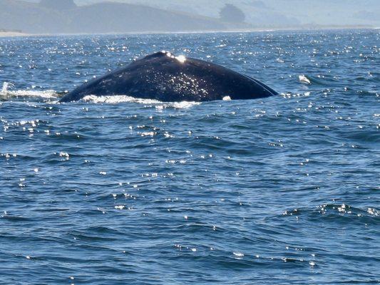 Gray whale back