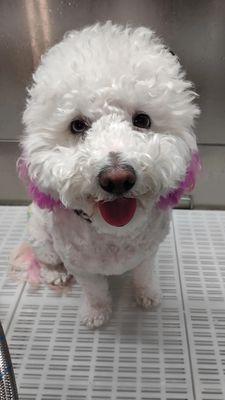 Dixie may being groomed at Groomers by the bay (Nadia)