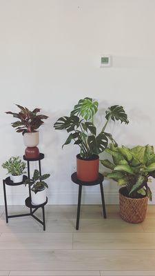 Two bottom plants on the left (in white pots) purchased from this store.