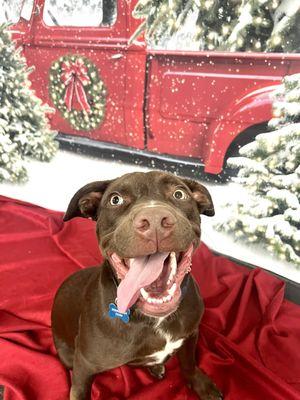 Some client dogs pose for holiday pictures