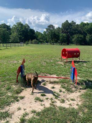 Obstacles and Doggie Play Area