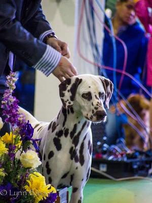 Dalmatian breed winner, 2014