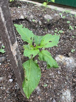 Destroyed jalapeno plants