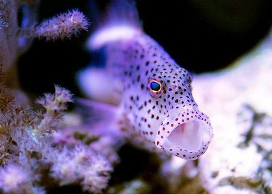 Hawaiian Hawkfish