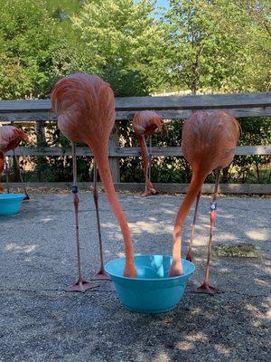 Flamingos during the flamingo mingle