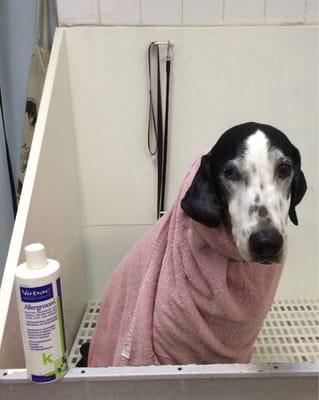 Xela Sandra getting a medicated bath at Tropical Park Animal Hospital.