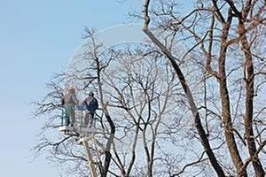 A&M Tree Services LLC