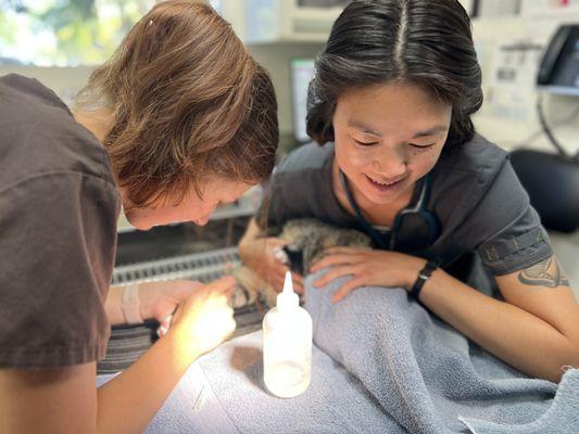 We practice low-stress handling on our feline patients. We use techniques such as a "kitty burrito".