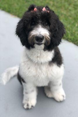 Happy Kaia after her first time at Flores Pet Grooming!