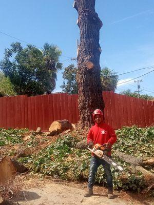 Adrian tree service