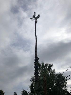 They trimmed the fronds from this insanely high tree!   They took great care to make sure the tree was not hurt during trimming.