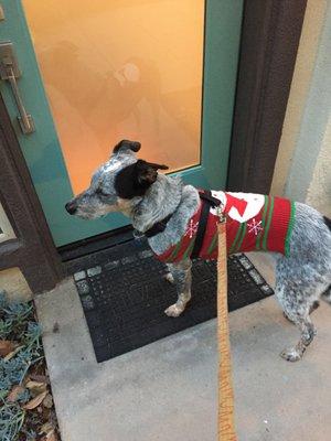 A happy Ajax returning from his walk!