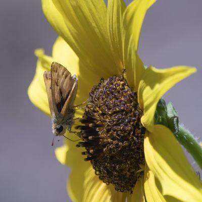 Fiery Skipper