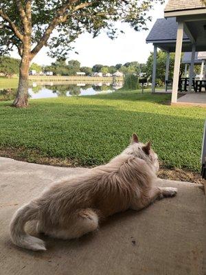 Our dog loved the patio on the cabin