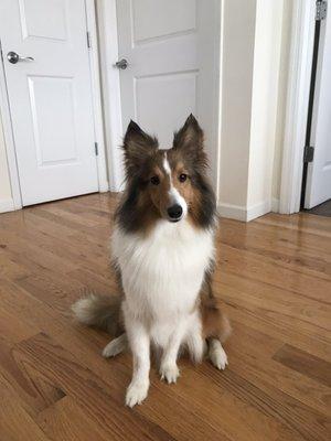 Otis post groom! He smells SO good.