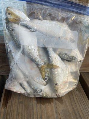 $8 bag of shad