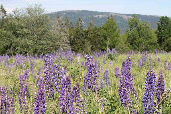 Lupine www.maineislandproperties.com