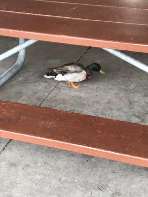 Ducks