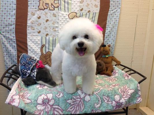 Pawfect Dog Grooming & Boarding