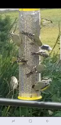 Some of my happy birds, thanks to Wild Birds Unlimited!