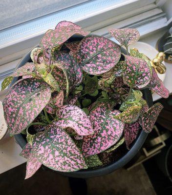 Hot pink polka dot plant!