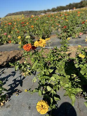 Flower picking